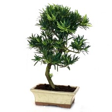 Buddhist Pine Podocarpus Μπονσάι